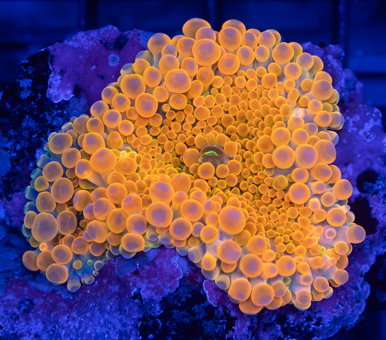 Ultra Orange Ricordea