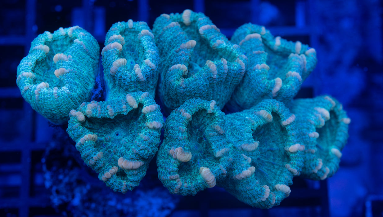 Green Candy Cane Coral