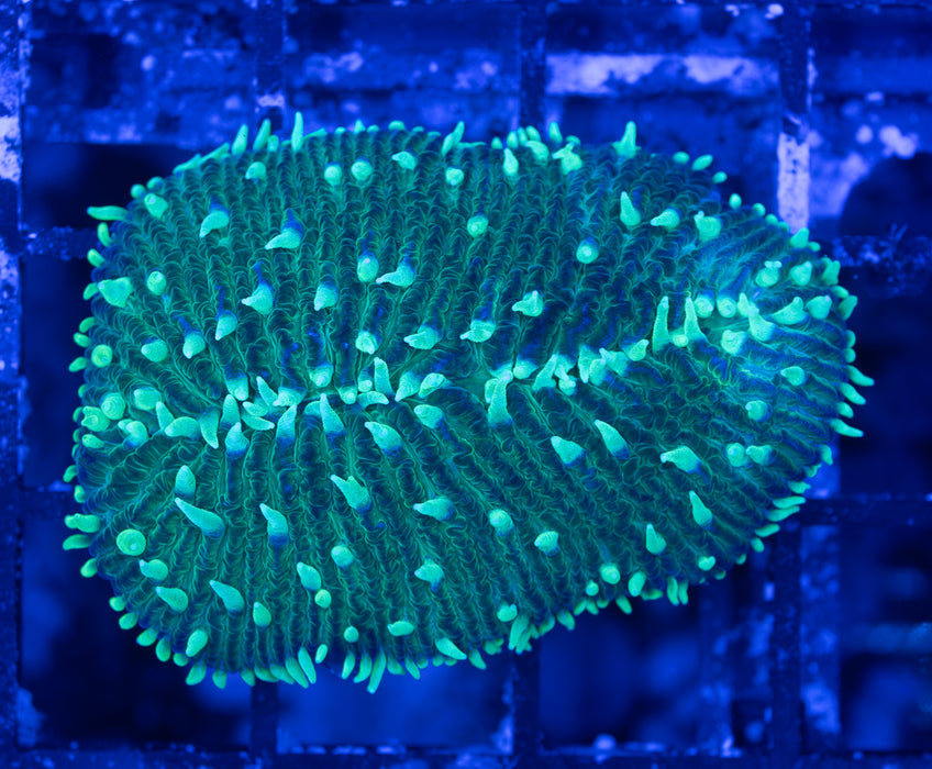 Green Herpolitha