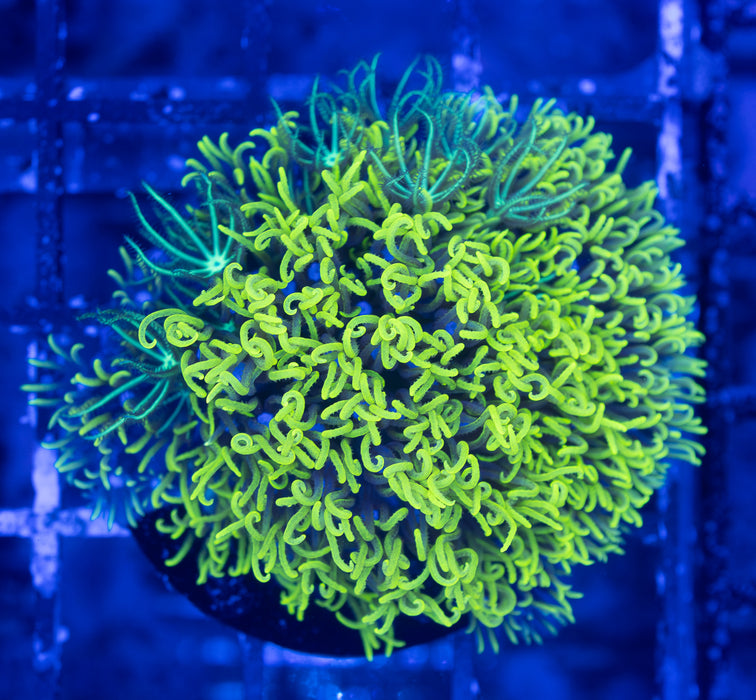 Ultra Green Star Polyp Frag