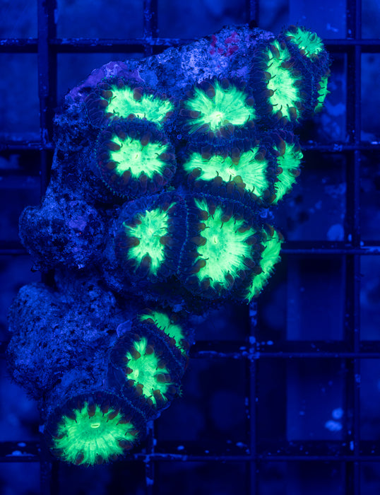 Radioactive Green Blasto Wellsi