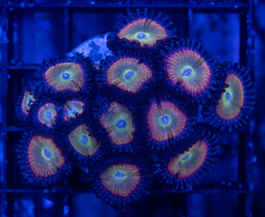 Nirvana Zoas