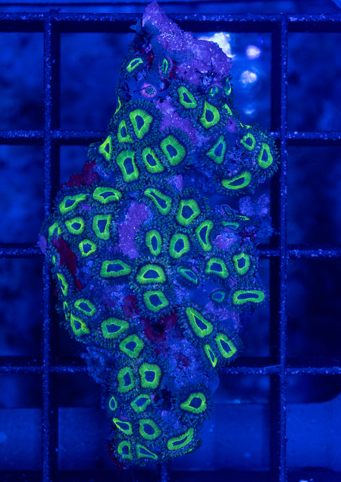 Blueberry Mint Zoas