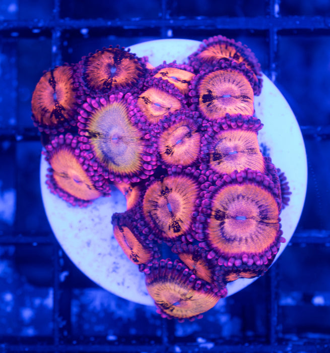 Sakura Sunrise Zoa Frag