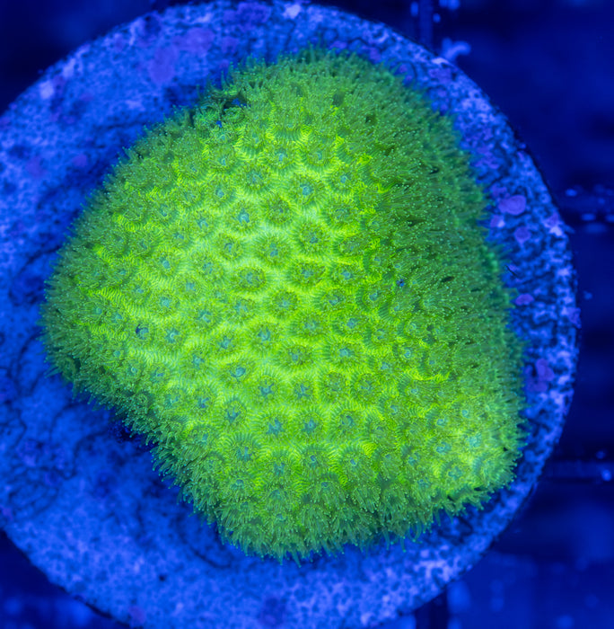 Neon Green Styloceniella