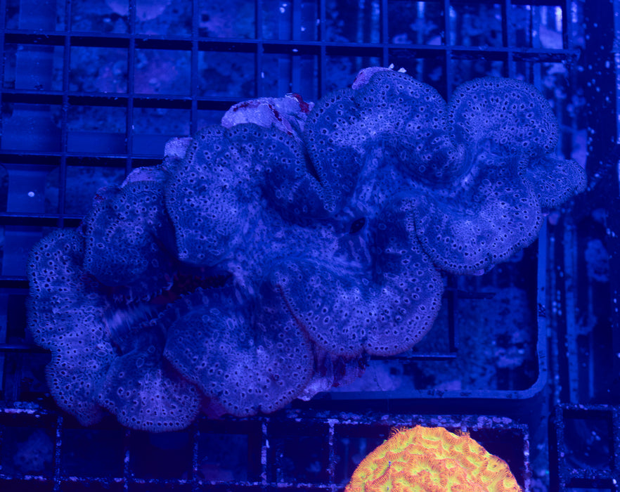 Maxima Clam