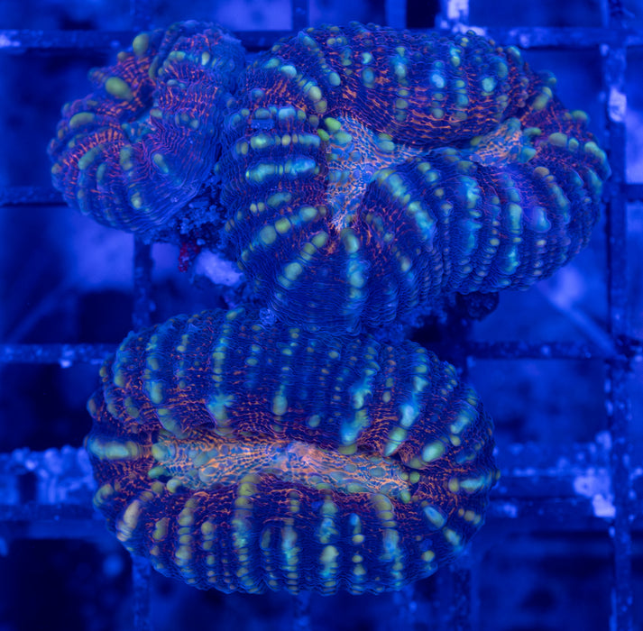 Multicolour Pachysepta