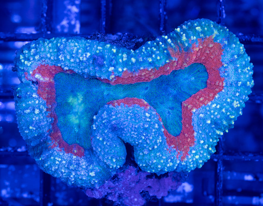 Multicolour Lobo