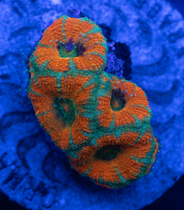 Orange and Green Acan