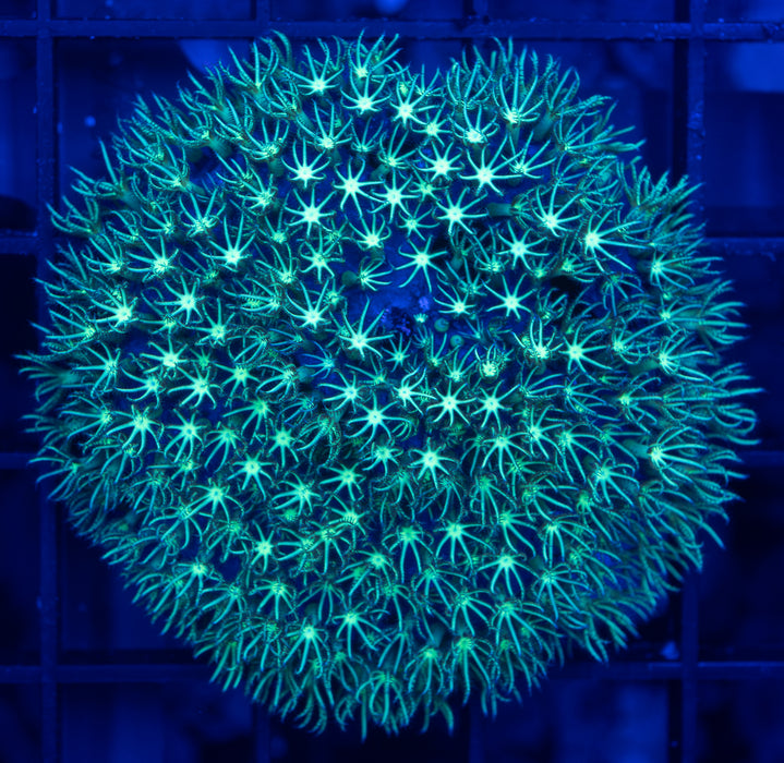 Green Star Polyp Frag