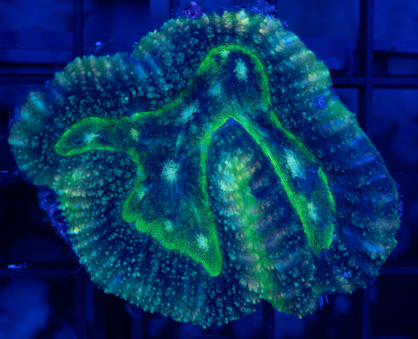 Green Multicolour Lobo