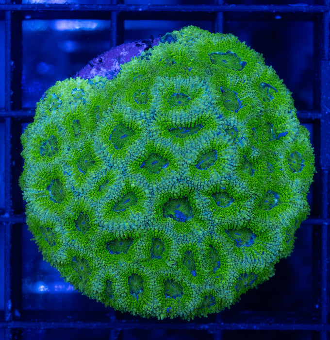 Green Acan