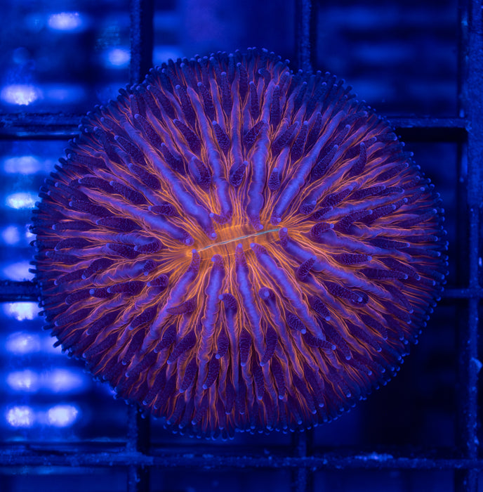 Orange Fungia