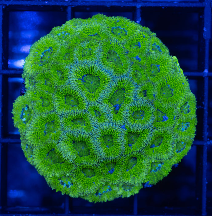 Green Acan