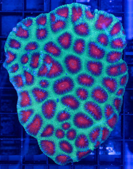 Watermelon Favia