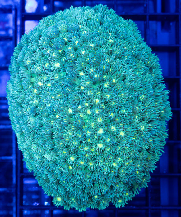 Green Goniopora