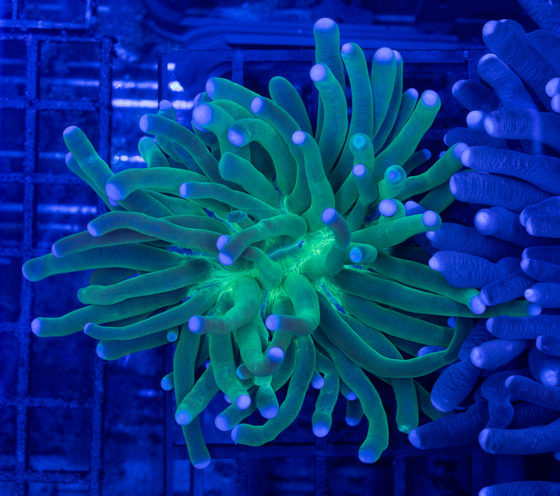 Green Heliofungia