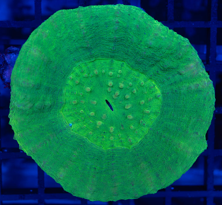 Green Scoly