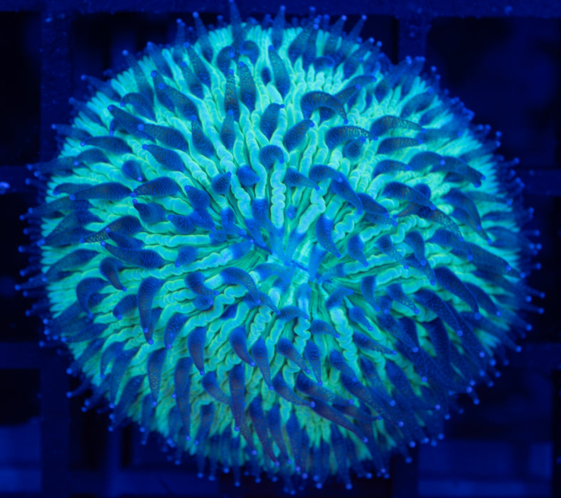 Green Sand Dome Fungia