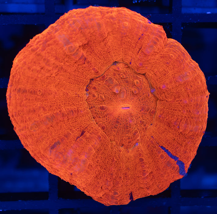 Red Scoly