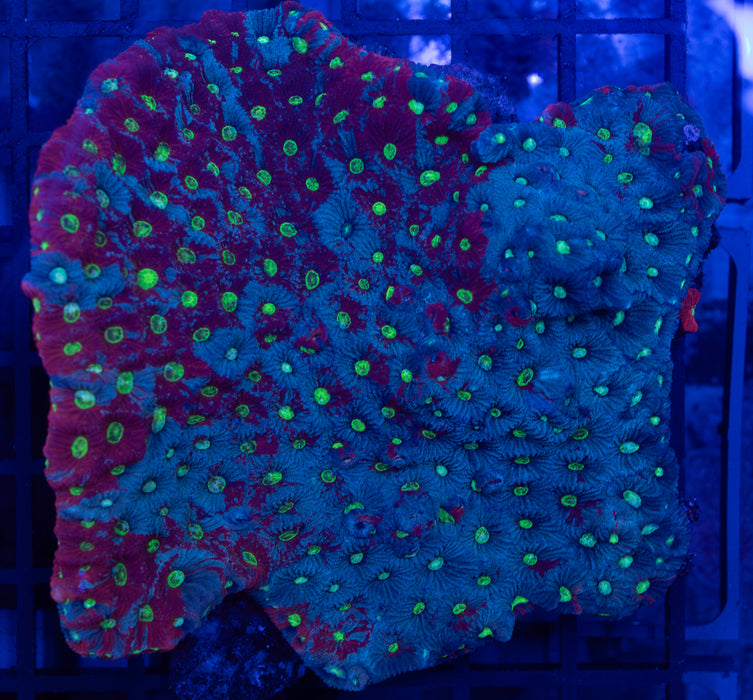 Warcoral