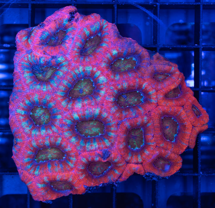 Pink Micromussa