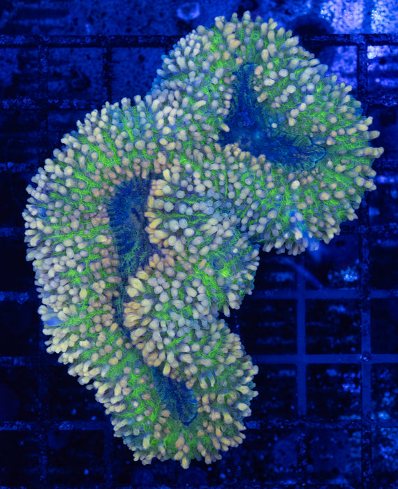 QLD Green and Gold Lobo