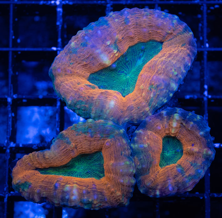 QLD Acid Pool Acan Pachysepta