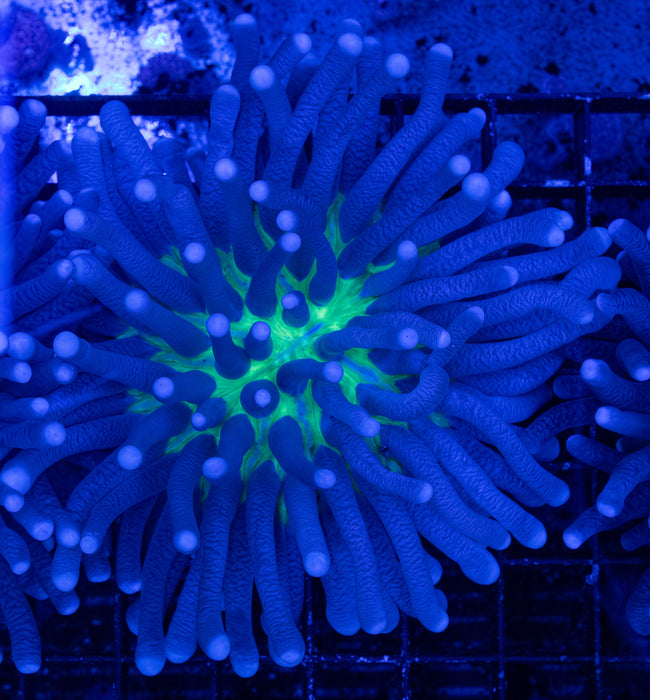 QLD Green Base Heliofungia