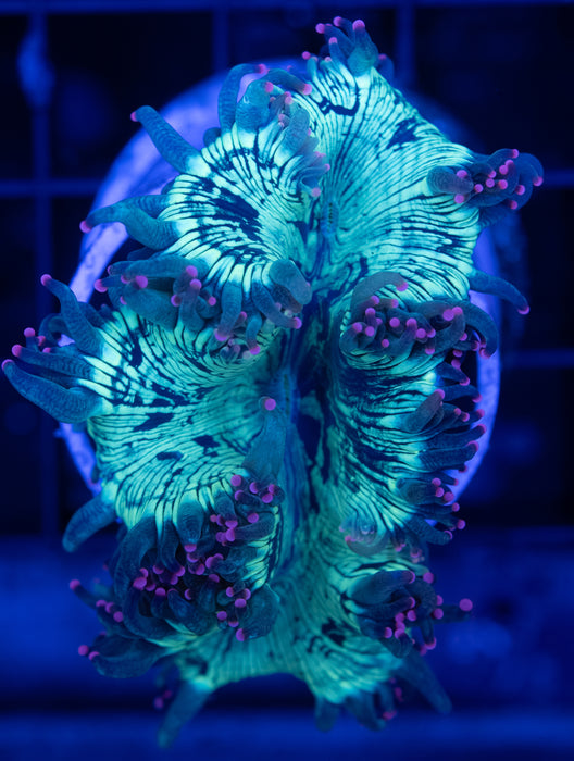 QLD Pink Tip Elegance