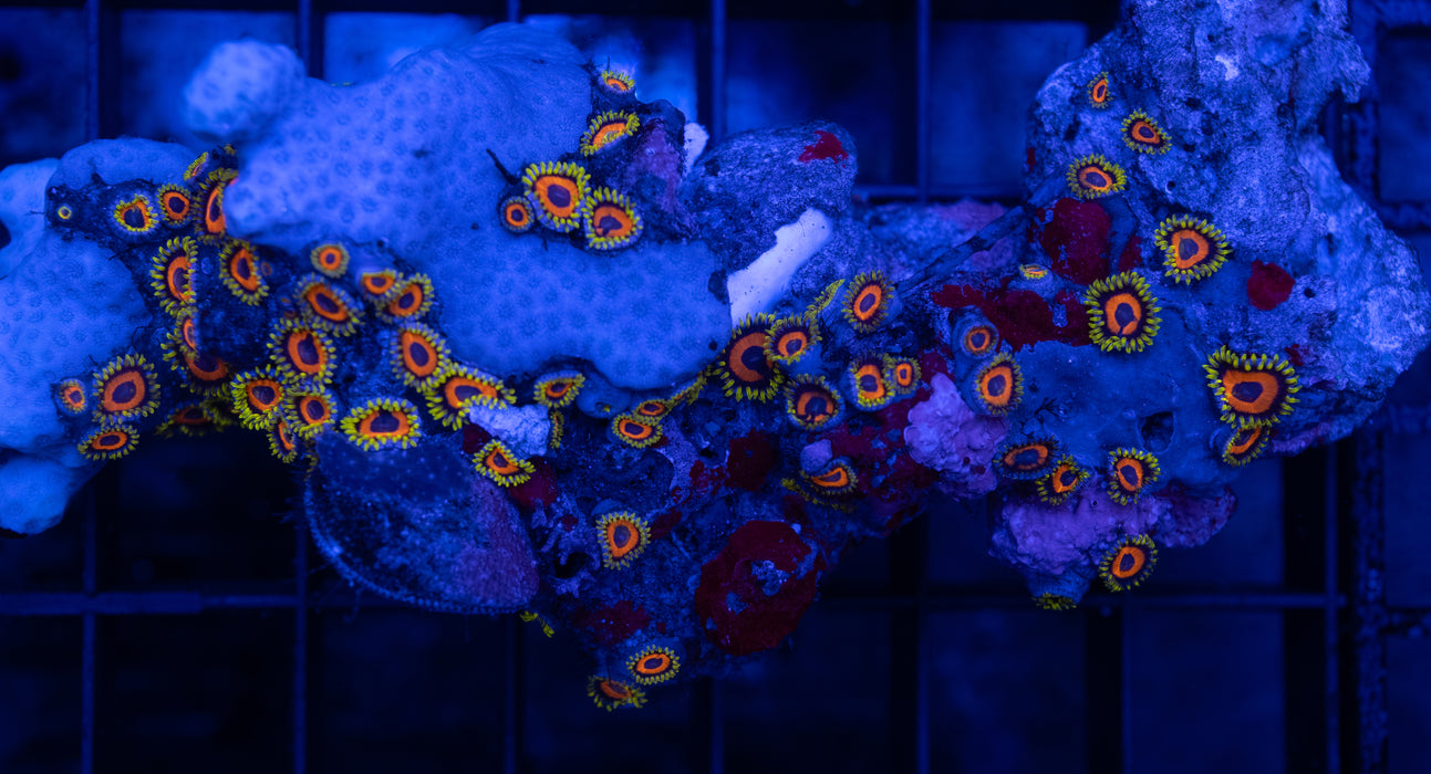 QLD Wild Eagle Eye Zoas