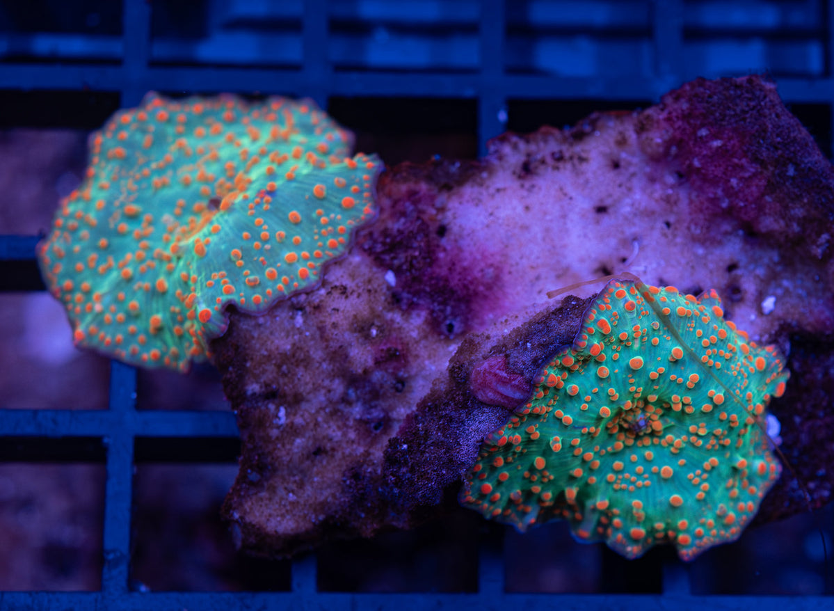 Orange Spot Morph Ocean Reefs Marine Aquariums Orange spot morph ocean reefs marine aquariums