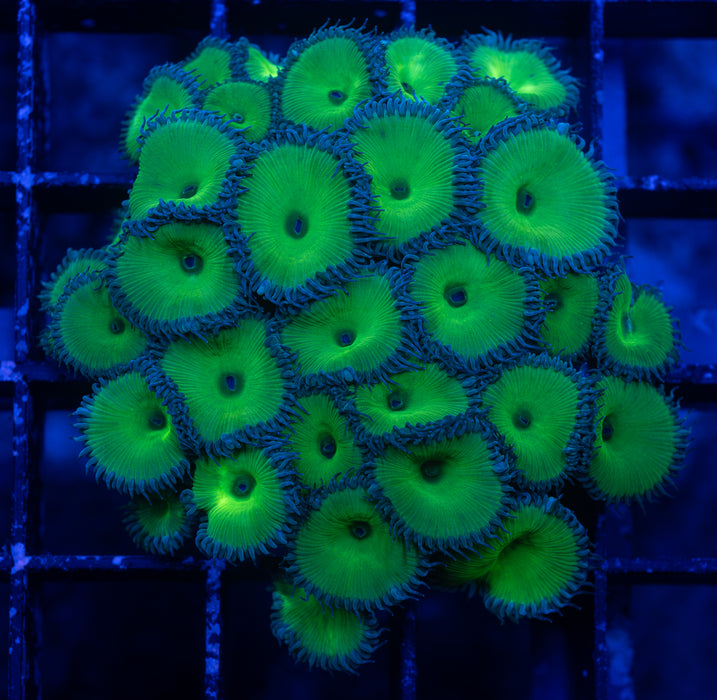 Hulk Green Zoas