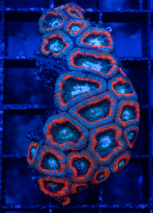 Red Rim Acan