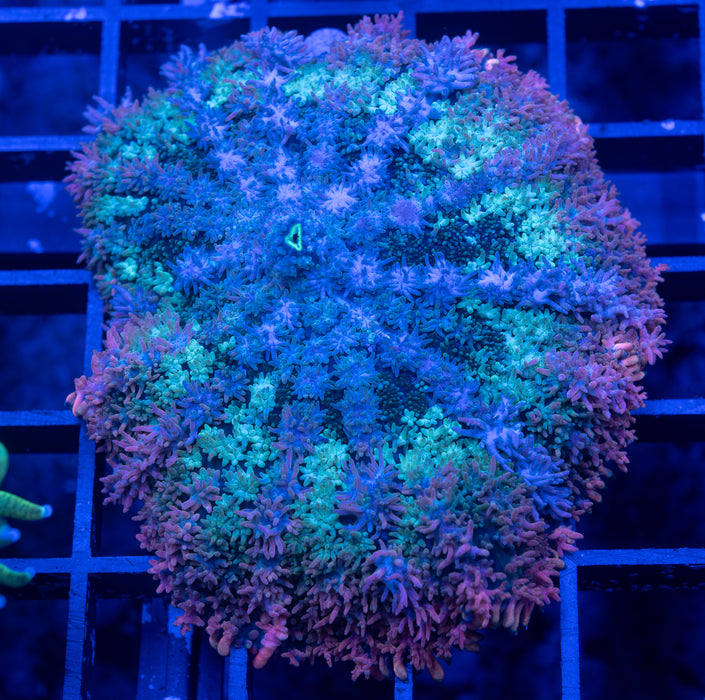 XL Neapolitan Rhodactis