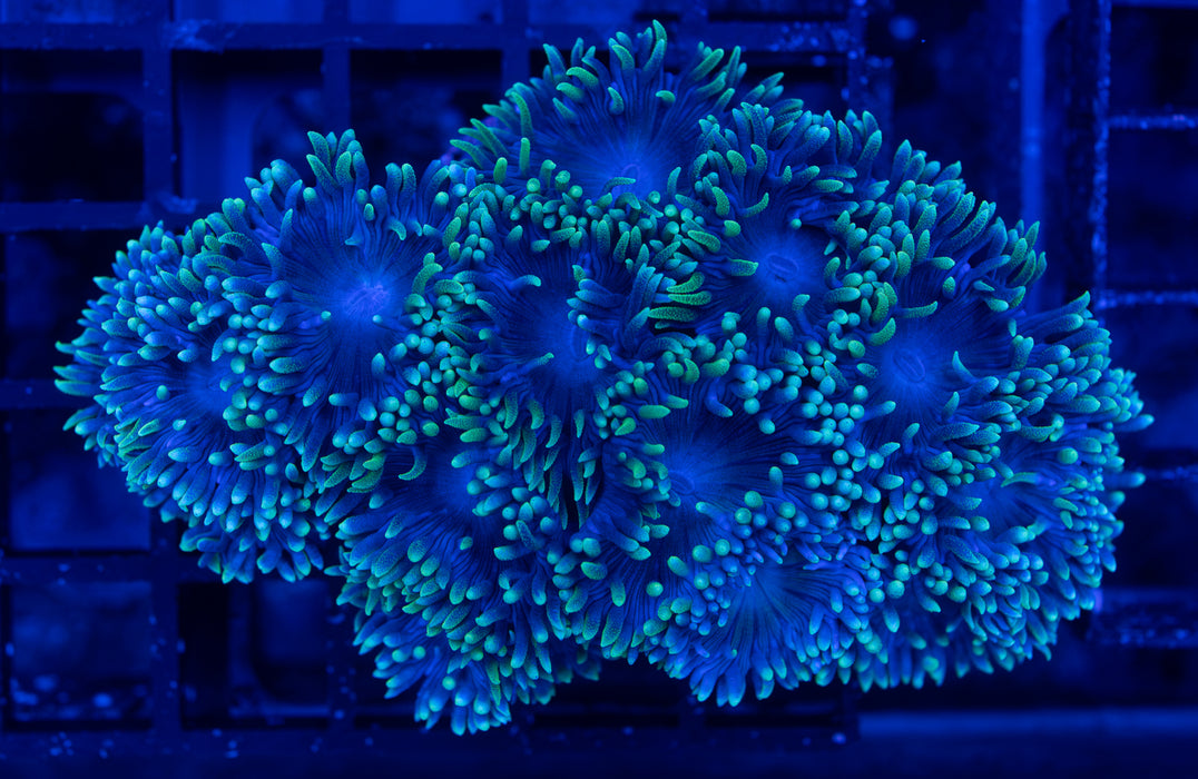 Daisy Colony