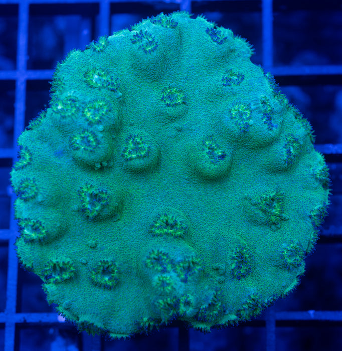Green Cup Coral