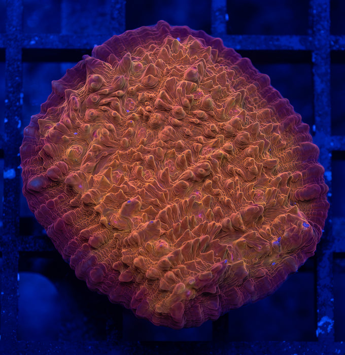 Orange Chalice