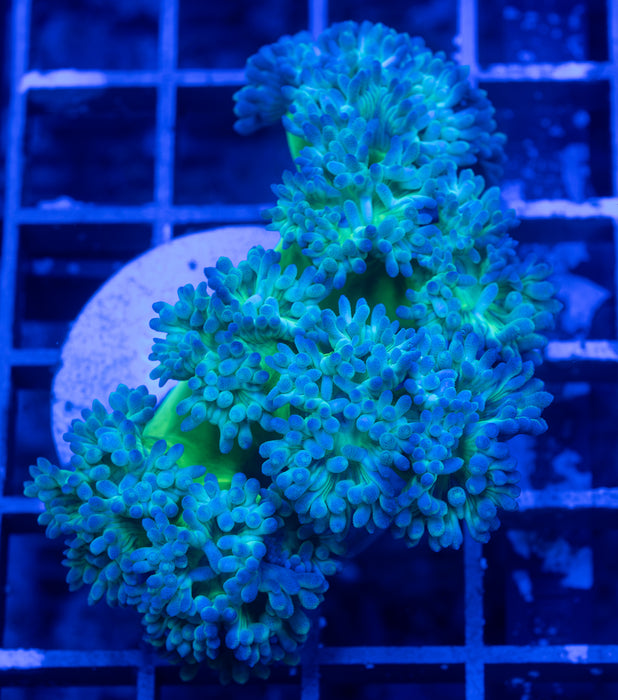 Green Stem Daisy