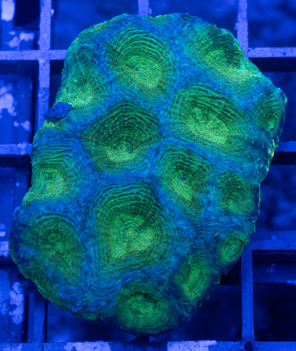 Green Echinata
