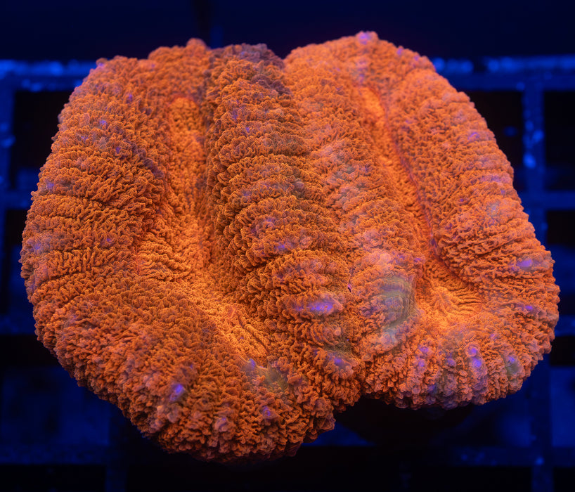 Orange Lobo
