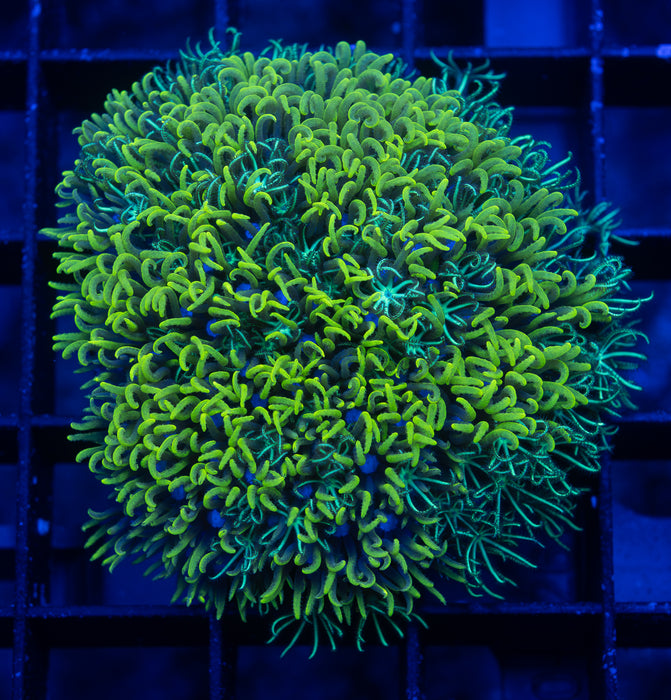 Mixed GSP Frag
