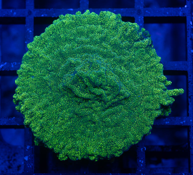 Green Fireworks Monti