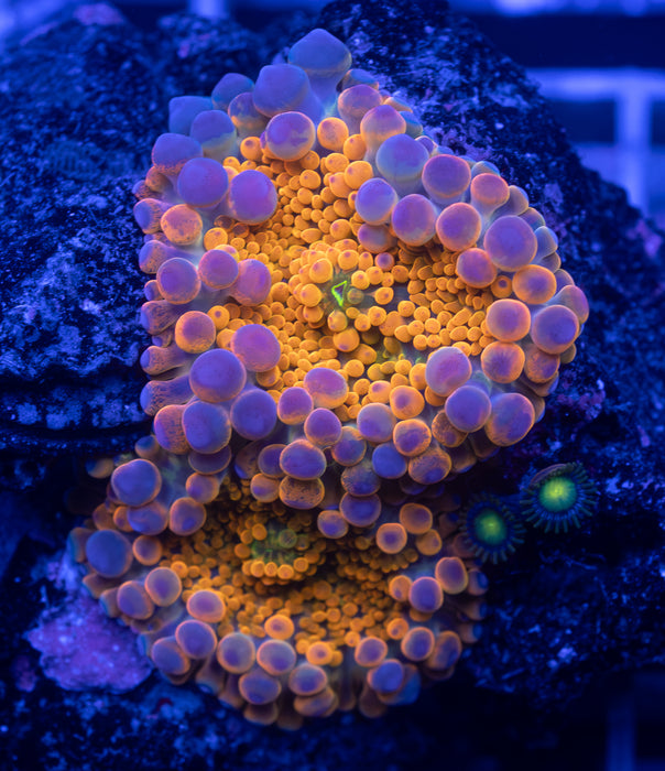 Orange Ricordea Rock
