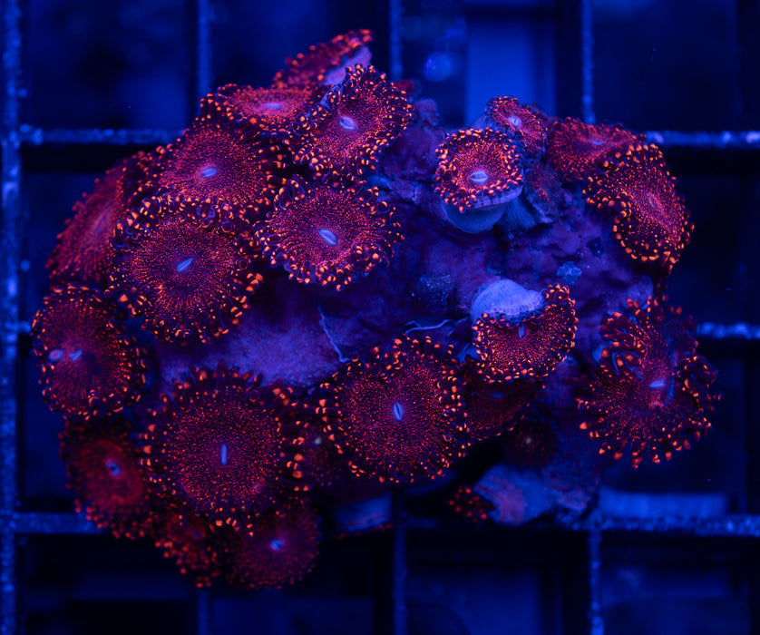 Darth Maul Zoa