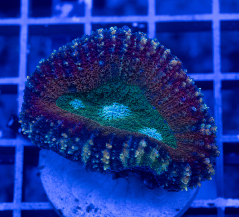 Green and Orange Lobo