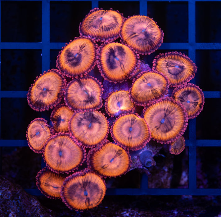 Sakura Sunrise Zoa