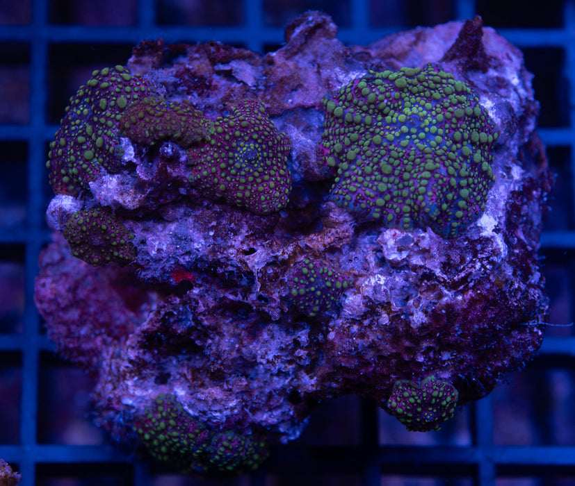 Purple Morph Rock