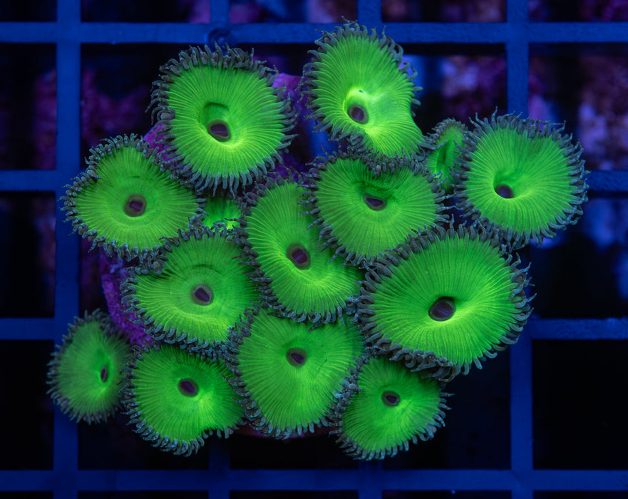 Hulk Green Zoa