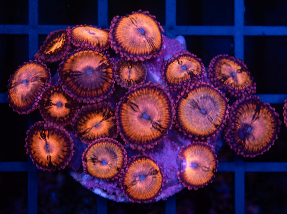 Sakura Sunrise Zoa